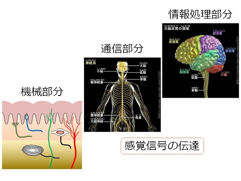 生体情報工学イメージ